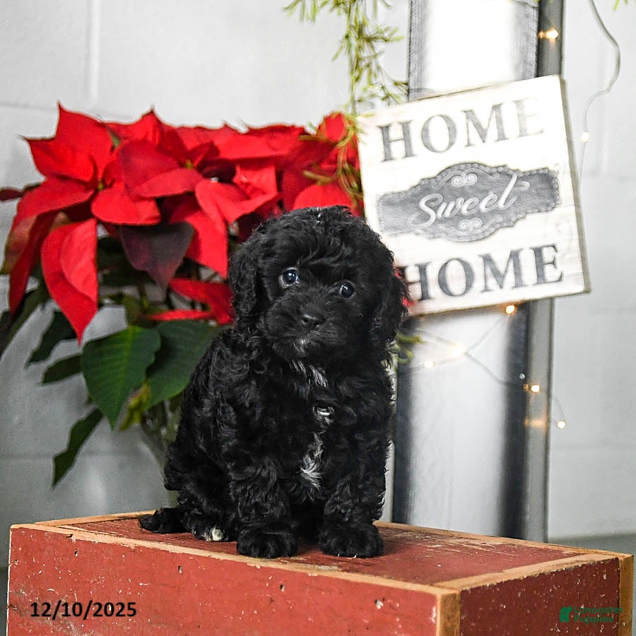 Cavapoo dogs Fluffy - Ad 15