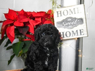 Cavapoo dogs Fluffy - Ad 41