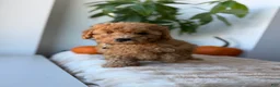 Mini Goldendoodle dogs for sale: Hermes - Ad 12