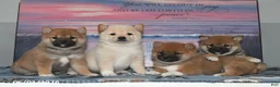 Shiba Inu dogs for sale: Verbena - Ad 4