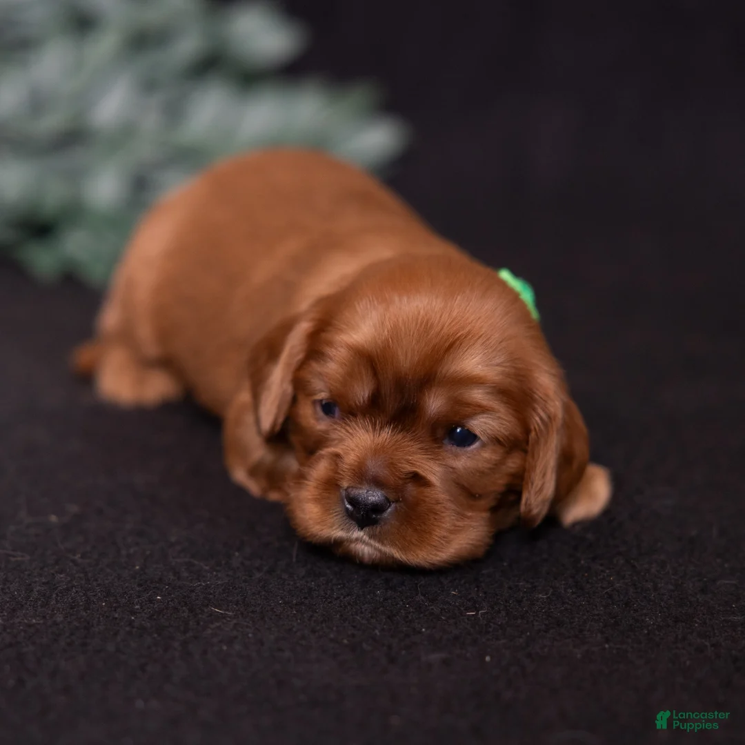 Cavalier King Charles Spaniel dogs for sale: Galileo - Ad 1