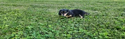 Miniature Dachshund dogs for sale: Ollie - Ad 2
