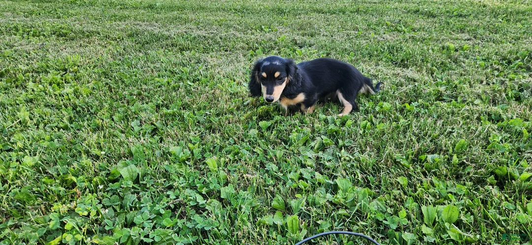 Miniature Dachshund dogs for sale: Ollie - Ad 2