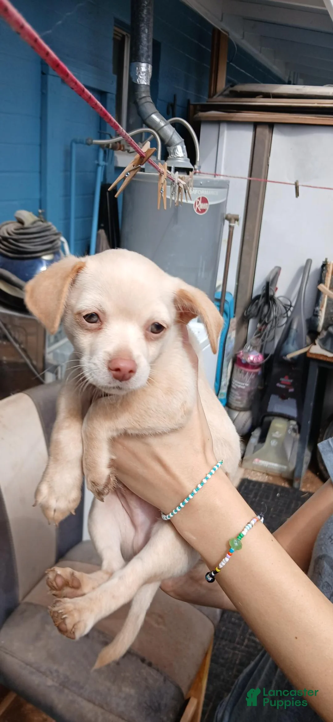 Mixed Breed dogs for sale: Mixed Breed 1 - Ad 2