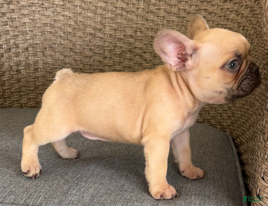 French Bulldog dogs for sale: Dobby - Ad 4