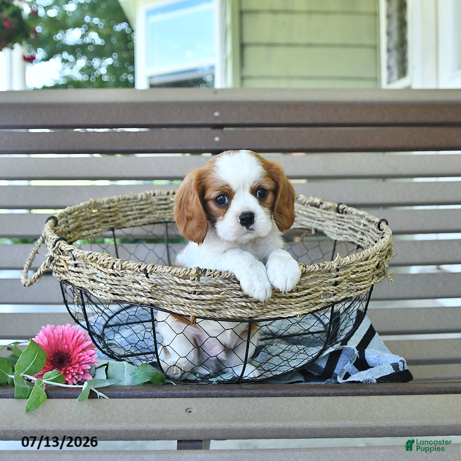 Cavalier King Charles Spaniel dogs Baxton - Ad 1
