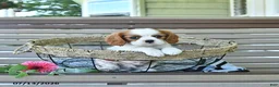 Cavalier King Charles Spaniel dogs for sale: Baxton - Ad 1