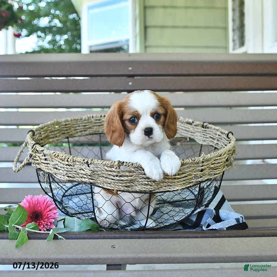 Cavalier King Charles Spaniel dogs for sale: Baxton - Ad 1