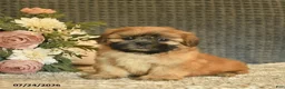 Shih Tzu dogs for sale: Blaze  - Ad 1