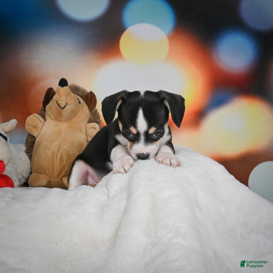 Chihuahua dogs for sale: Glen - Ad 9