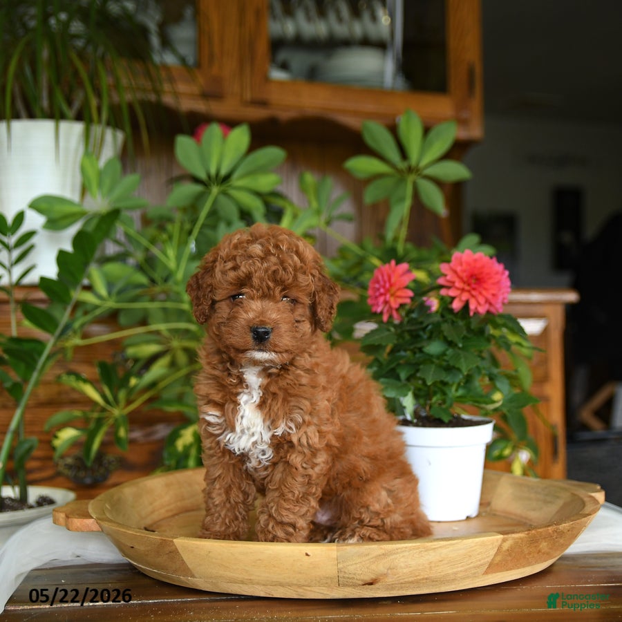 Mini Goldendoodle dogs Julien - Ad 1