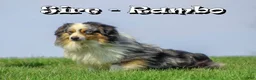 Miniature Australian Shepherd dogs for sale: Joey - Ad 7