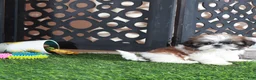 Shih Tzu dogs for sale: Allie Sweet Imperial Shihtzu  - Ad 3