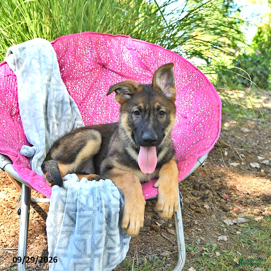 Tiana, German Shepherd