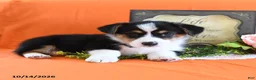 Welsh Corgi Pembroke dogs for sale: Elroy - Ad 5