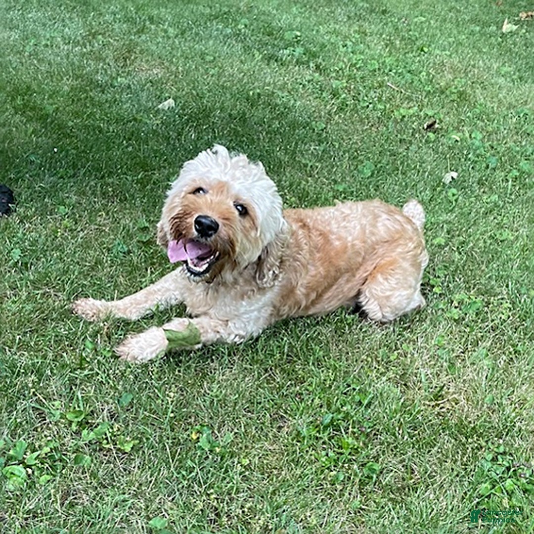 Cockapoo dogs for sale: Lila  - Ad 4