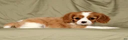 Cavalier King Charles Spaniel dogs for sale: Malachi - Ad 5