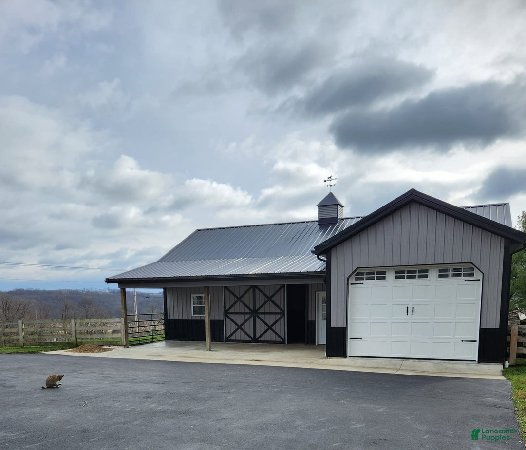 Gallery Image {{count}}