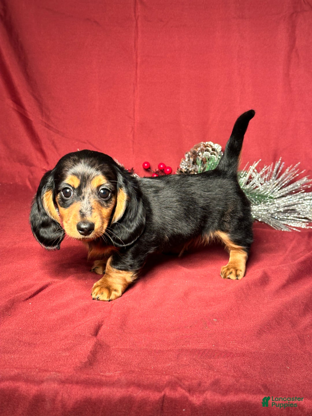 Miniature Dachshund dogs for sale: Hudson - Ad 2