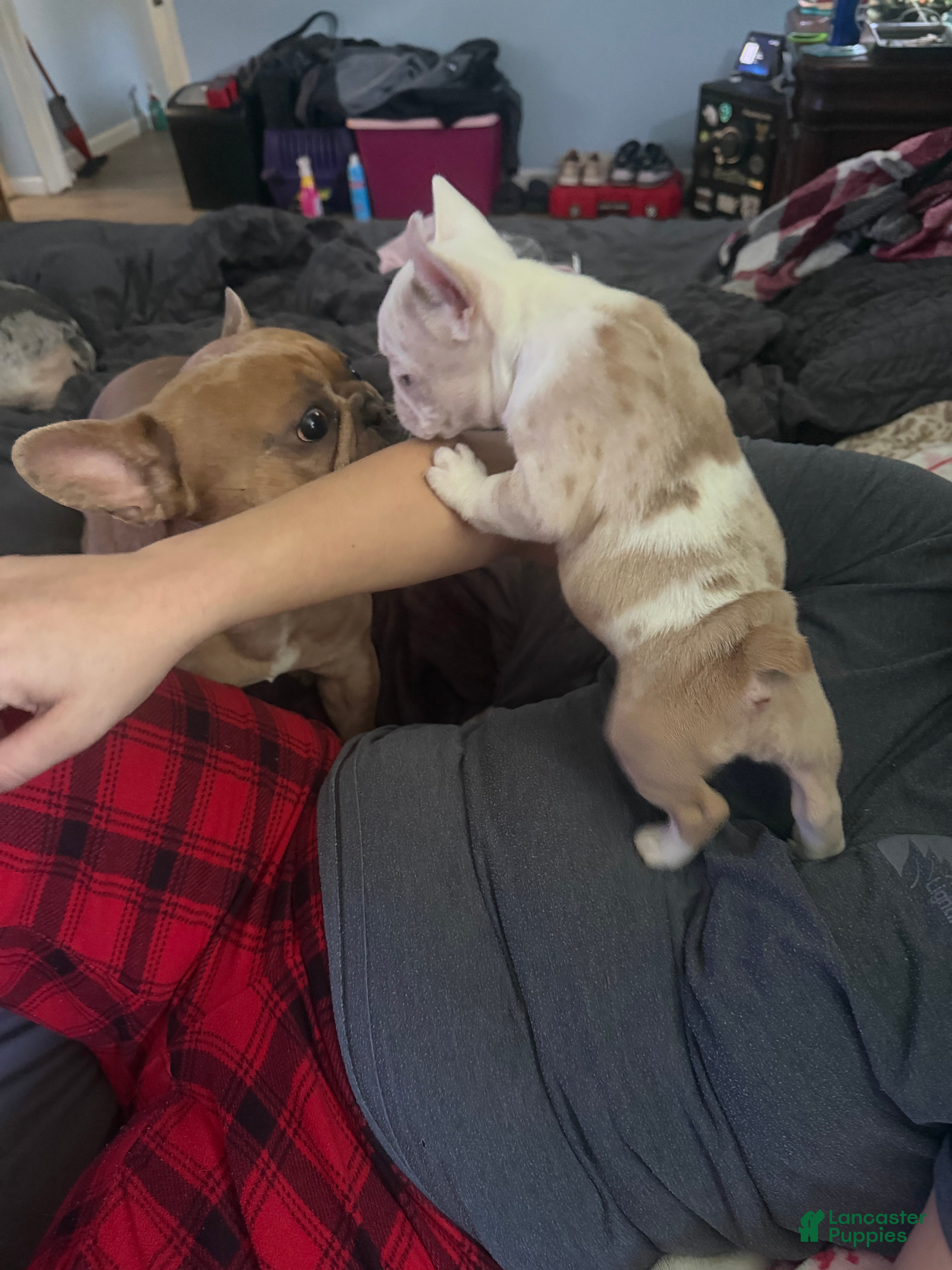 French Bulldog dogs for sale: French Bulldog 1 - Ad 3