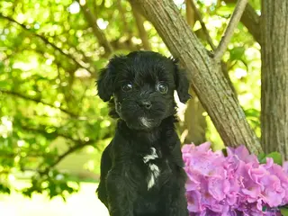Cavapoo dogs for sale: Molasses - Ad 1