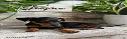 Mixed Breed dogs for sale: Lily - Ad 1