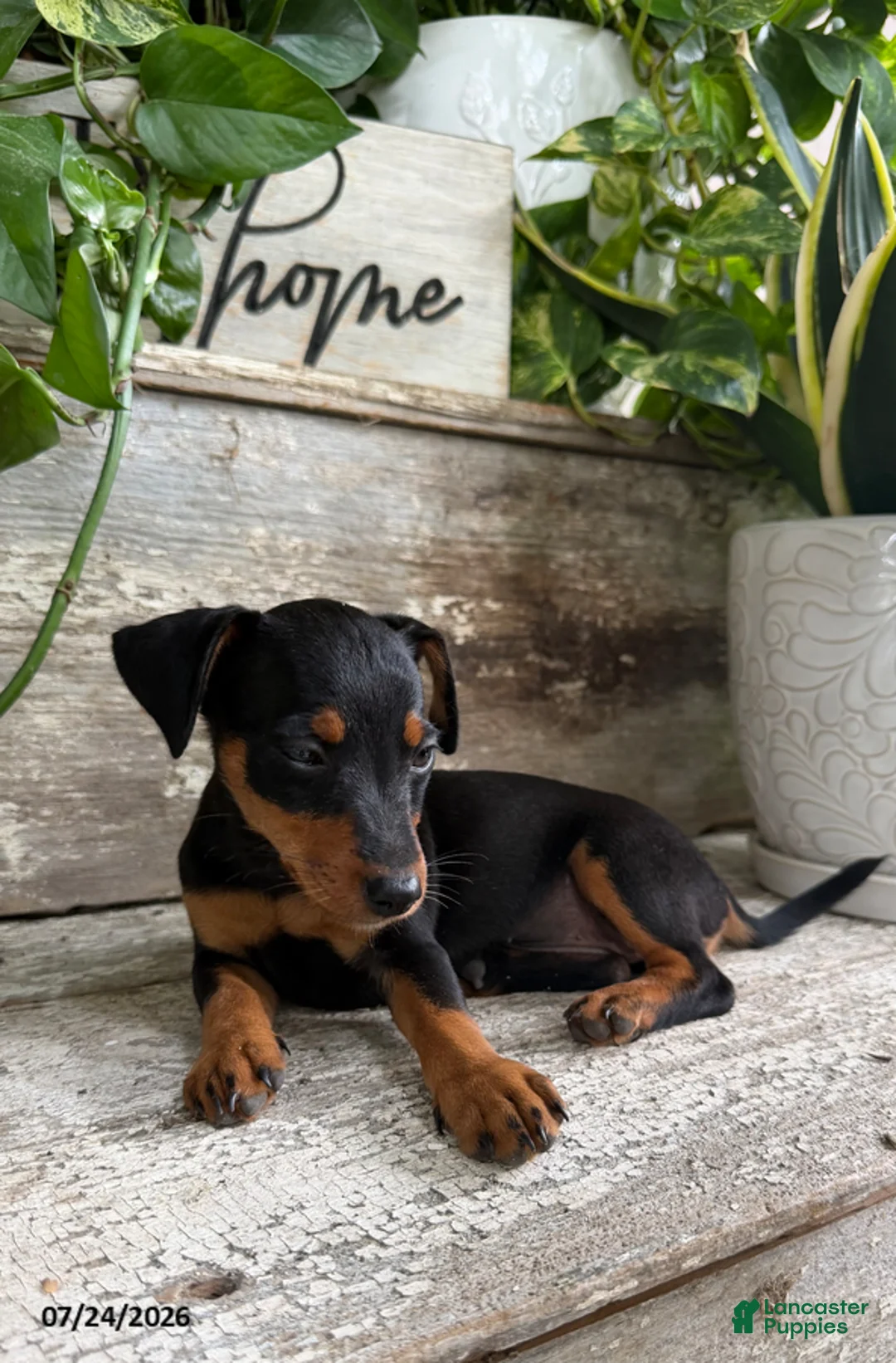 Mixed Breed dogs for sale: Lily - Ad 1