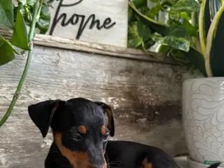 Mixed Breed dogs Lily - Ad 7