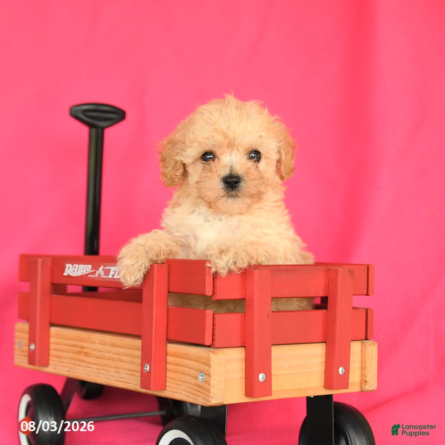 Toy Poodle dogs Tucker - Ad 2