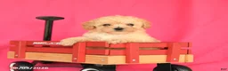Toy Poodle dogs for sale: Tucker - Ad 2