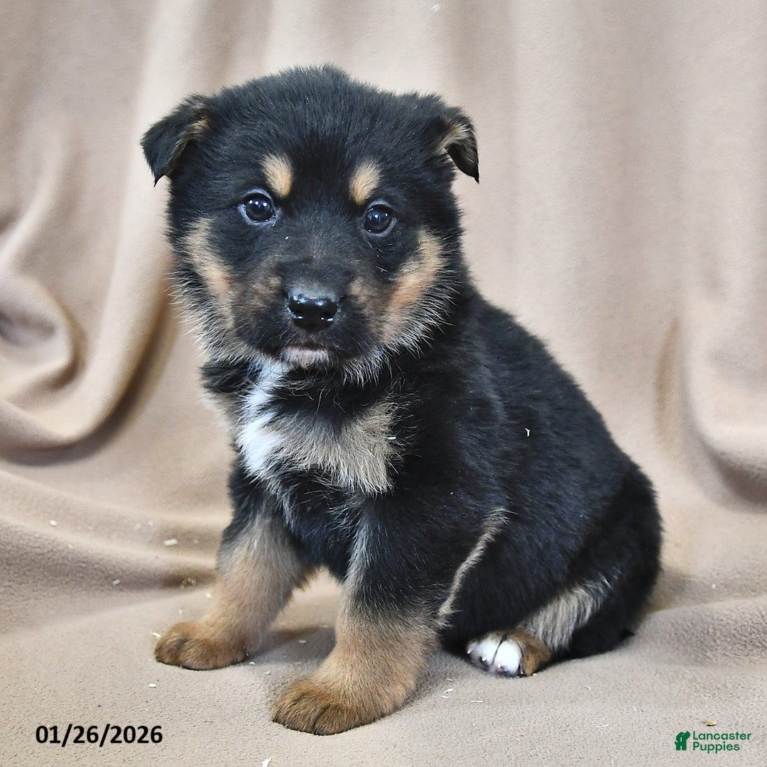 Mixed Breed dogs for sale: Maya - Ad 2