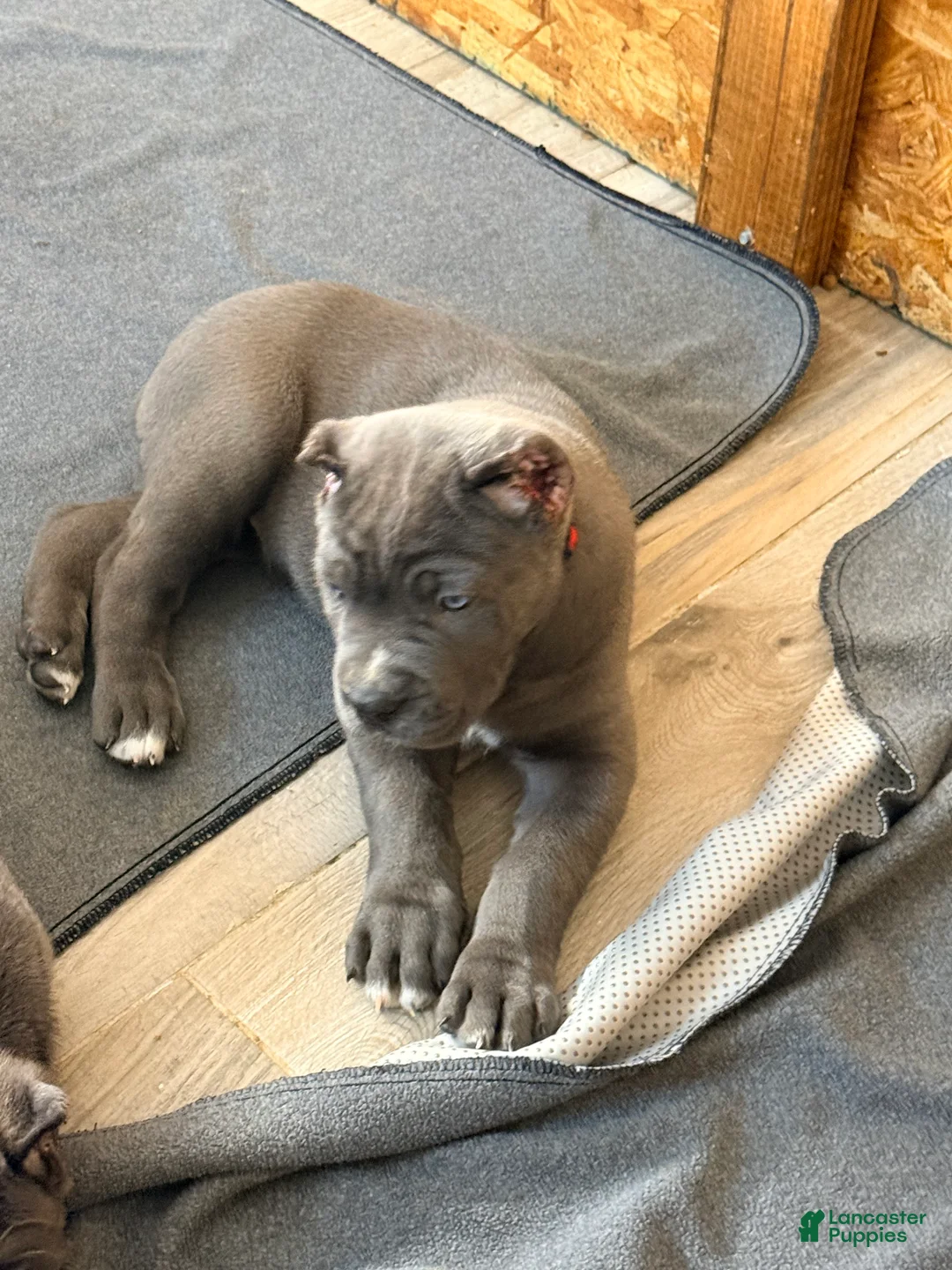 Cane Corso dogs for sale: Mac - Ad 1