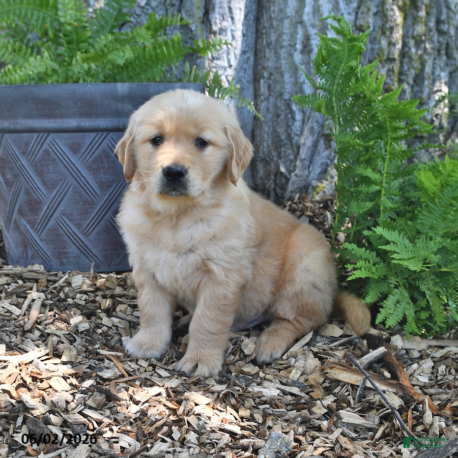 Golden Retriever dogs Chief - Ad 1