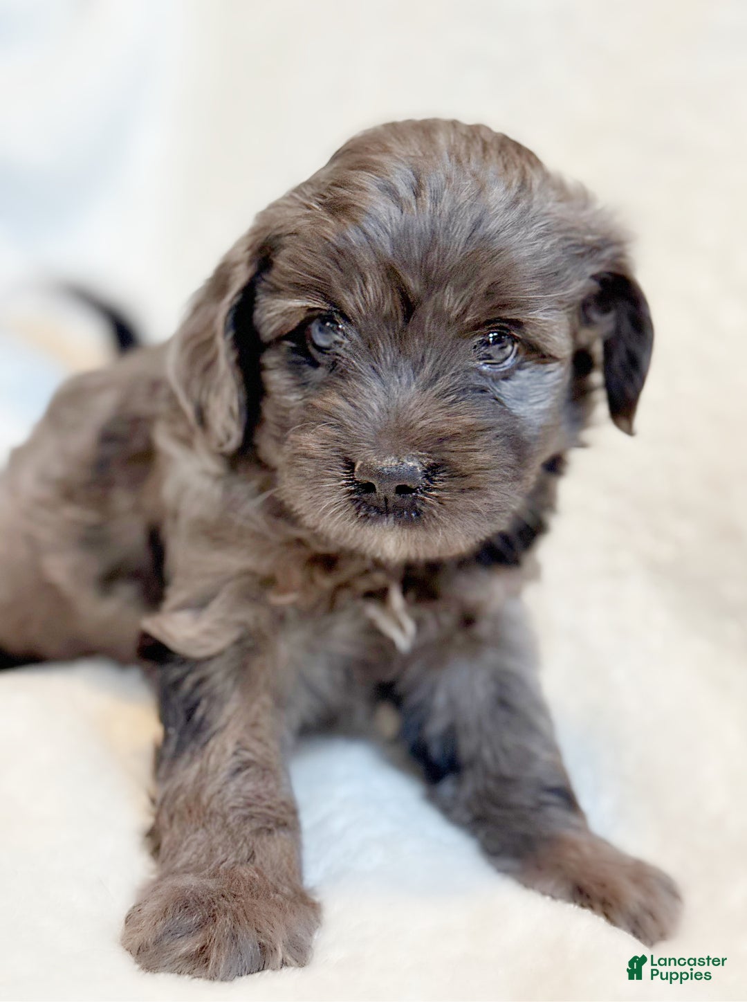 Mini Aussiedoodle dogs for sale: Remy - Ad 4