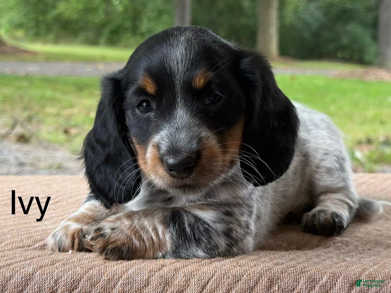 Miniature Dachshund dogs Ivy - Ad 2