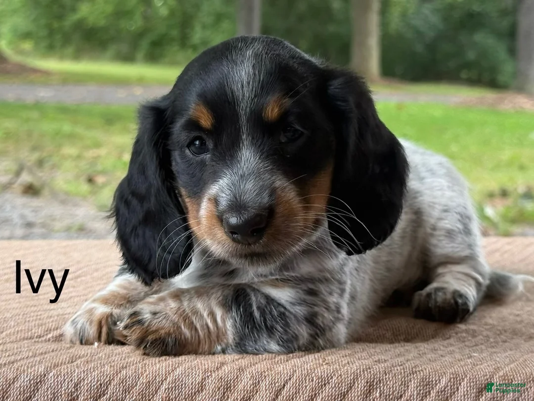 Miniature Dachshund dogs for sale: Ivy - Ad 2