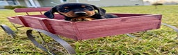Miniature Dachshund dogs for sale: George - Ad 1