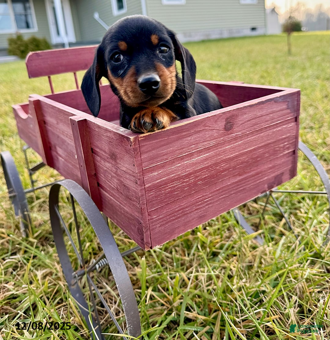 Miniature Dachshund dogs for sale: George - Ad 1