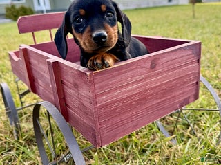 Miniature Dachshund dogs George - Ad 6