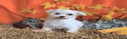 Maltese dogs for sale: Oliver - Ad 6