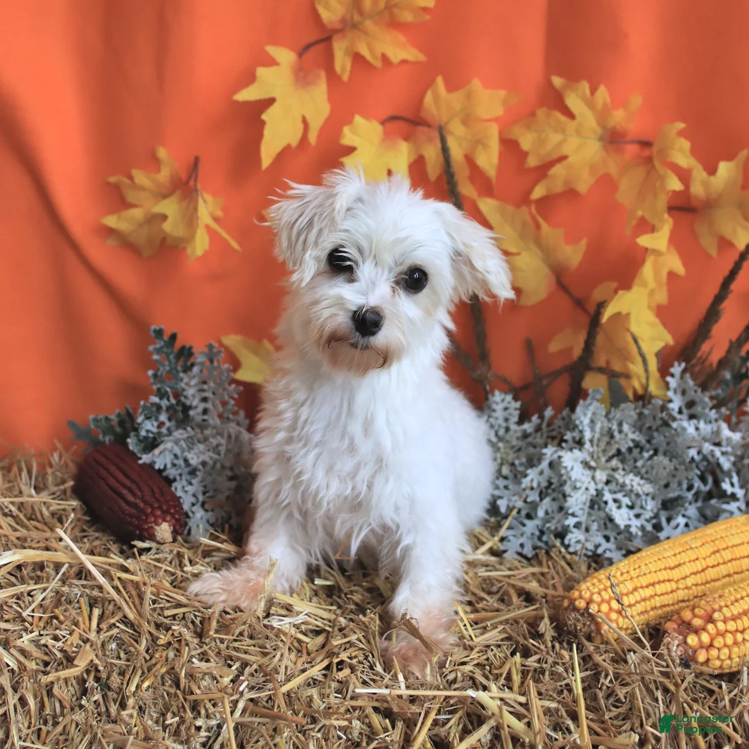 Maltese dogs for sale: Oliver - Ad 6