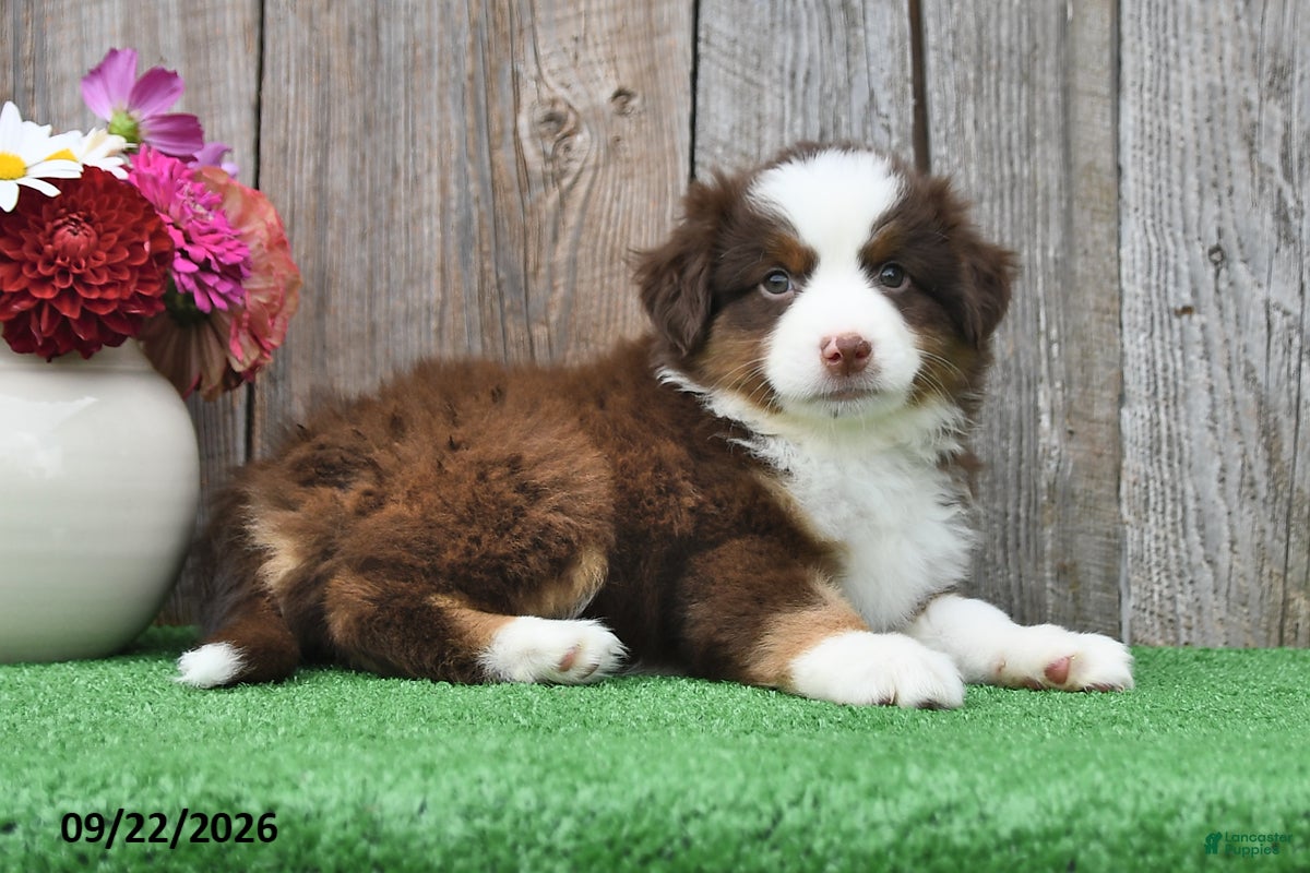 Miniature Australian Shepherd dogs Rocket - Ad 2