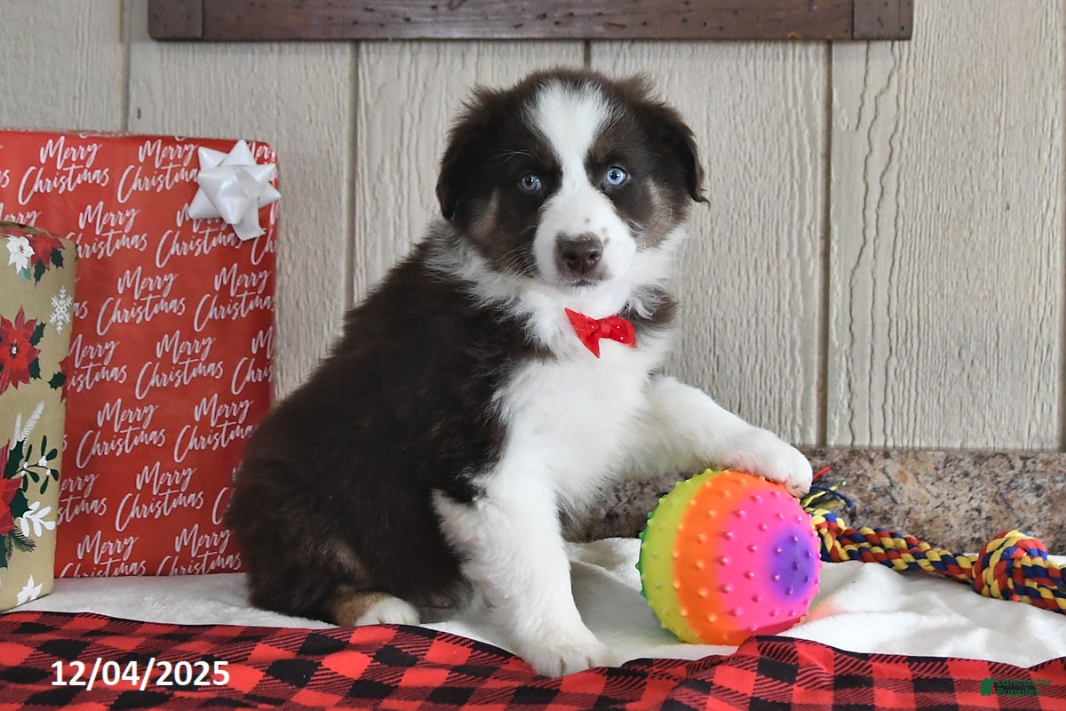 Australian Shepherd dogs Rudolph - Ad 13