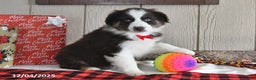 Australian Shepherd dogs for sale: Rudolph - Ad 1