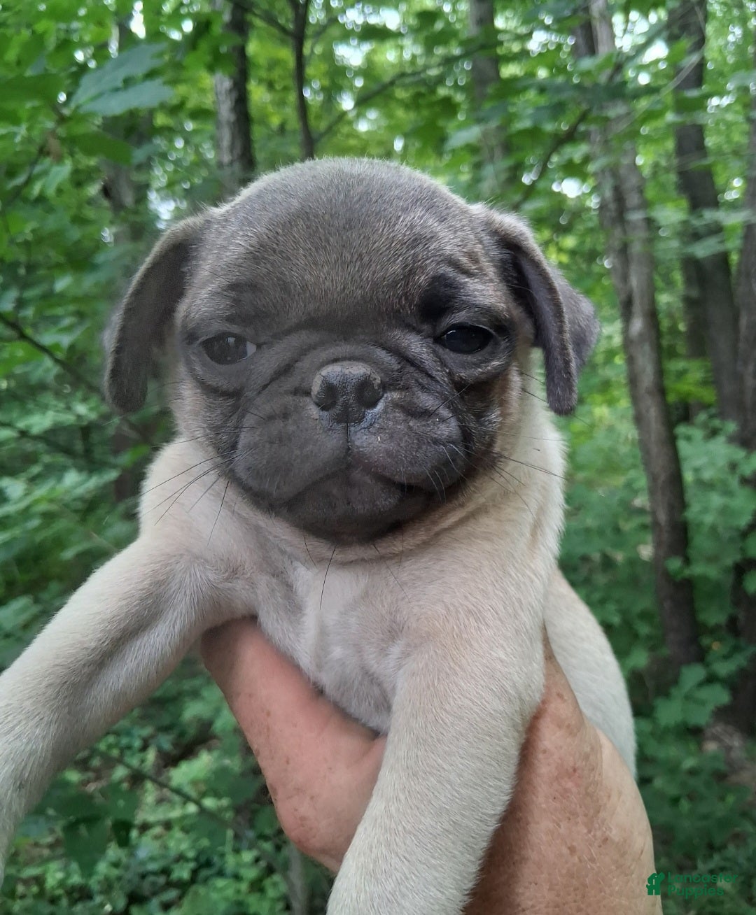 Pug dogs Pug 2 - Ad 1