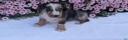 Miniature Dachshund dogs for sale: Kita - Ad 9