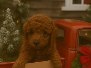 Miniature Labradoodle dogs Miniature Labradoodle Puppy 2 - Ad 41