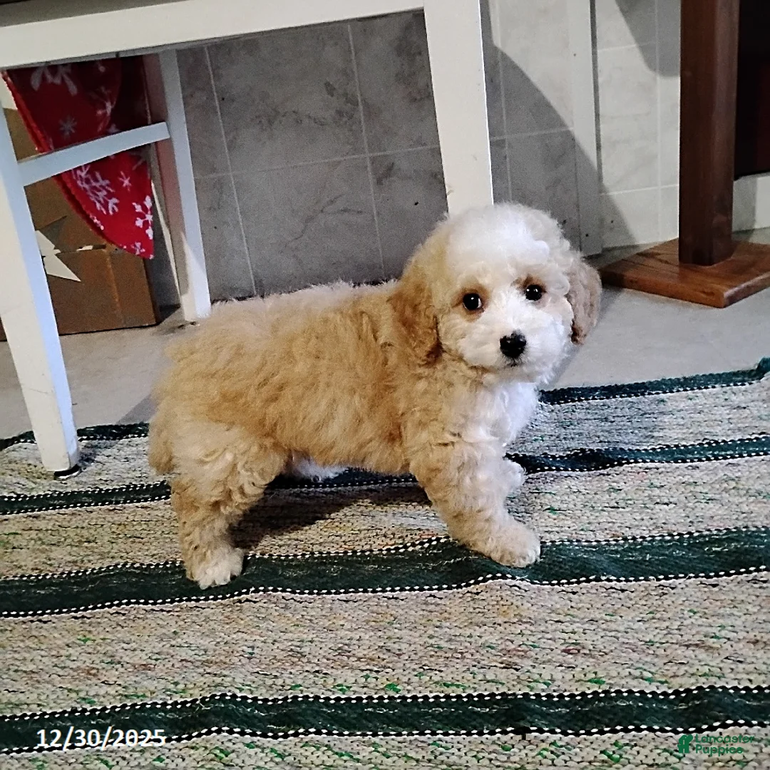 Mini Bernedoodle dogs for sale: Richie - Ad 3