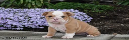 English Bulldog dogs for sale: Dovey - Ad 3