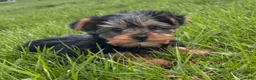Yorkshire Terrier dogs for sale: York - Ad 1